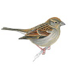 Image of female house sparrow © The Royal Society for the Protection of Birds (RSPB) (2013)