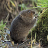 Image of Water vole (Arvicola terrestris) standing up to feed on grass, West Sussex, England, UK © National Trust Images/NaturePL/Andy Sands (2013)
